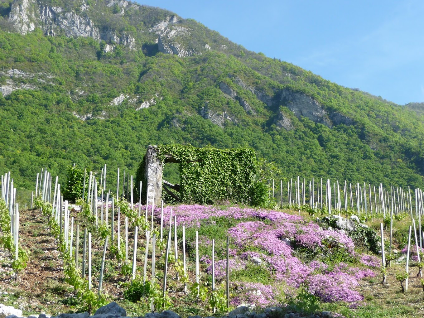 Domaine Louis Magnin