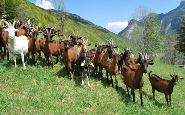 La ferme du Petit Mont
